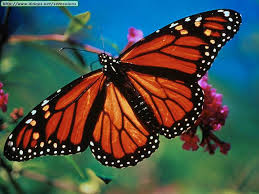 How many butterflies do you see around you?
