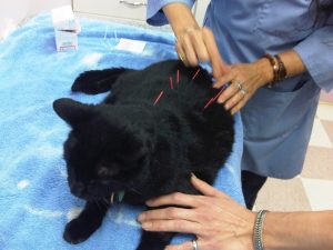 acunpuncture cat 2