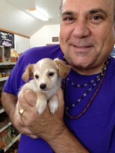 Meet a Chiweenie puppy